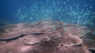 Vivere AZURE - an underwater oasis