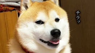 柴犬「なでてくれる人いないかな～（チラッ）」