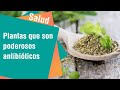 Plantas que son poderosos antibióticos naturales | Salud