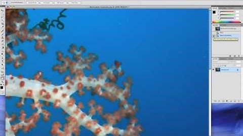 Backscatter Removal - Photoshop Magic Tools for the Underwater Photographer