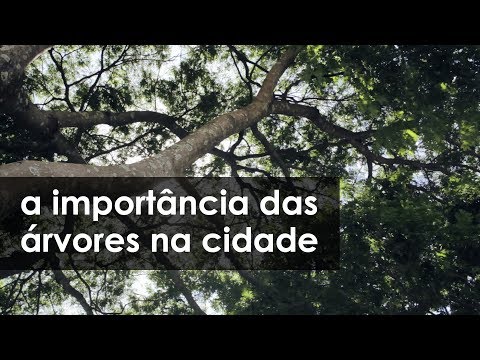 Vídeo: As árvores Nas Cidades São Uma Fonte De Perigo?