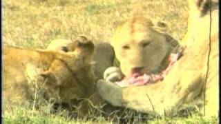 Predators Survival Of The Fittest