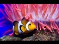 Nature documentaire  francais  lincroyable vie des poissons lintrieur de leurs palais de corail