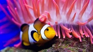 Nature Documentaire  Francais  L'incroyable Vie Des Poissons►à l'intérieur de leurs palais de corail