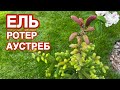 ПОПОЛНЯЮ ХВОЙНУЮ КОЛЛЕКЦИЮ. ЕЛЬ СЕРБСКАЯ РОТЕР АУСТРЕБ. Picea omorika Roter Austrieb.