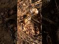 Squirrel entering its burrow in Central Park, New York" #usa #america #newyork #usalifestyle