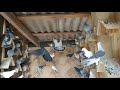 Голуби Турецкая Такла, игра-бой-лёт молодёжь! Pigeons Turkish Takla, the game-fight-youth!