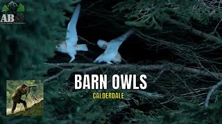 Barn Owls (Calderdale)