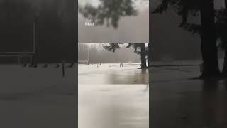 Elk escape floodwaters in Washington