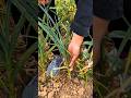 The easiest way to harvest garlic scapes! 🧄#GarlicScapes#farming #shorts