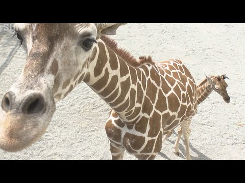 王子動物園で19年ぶりに誕生 キリンの赤ちゃんが人気