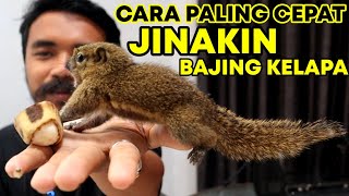 CARA JINAKIN TUPAI BAJING KELAPA DARI KECIL BIAR NURUT