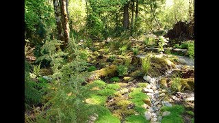 The Angry Bigfoot Of Saar Creek   Bigfoot Threatens Couple While On A Hike