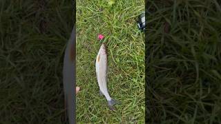 ХАРИУС НА ЛЕСНОЙ РЕЧУШКЕ#хариус#рыбалка#речка#fishing