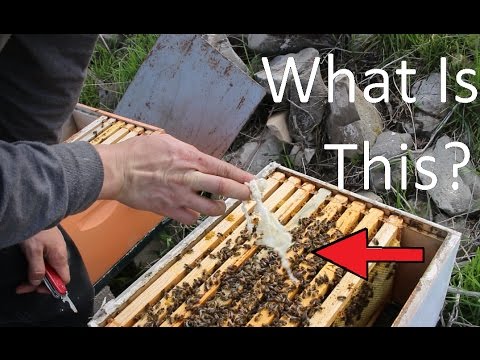 Cody's Bees May 2nd 12017; Splitting Hive