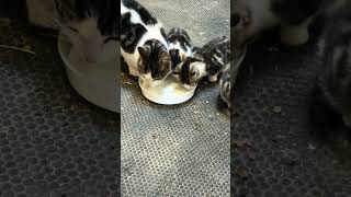 They Love Goats Milk