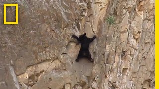 クロクマの崖登り | ナショジオ
