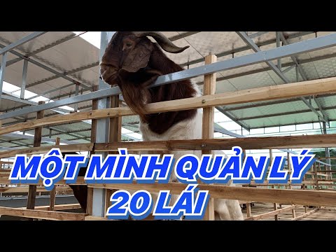 Video: Làm Thế Nào để Mua Một Con Dê