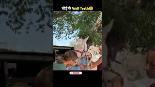 घोड़े के दांत😱| Horse Wolf Teeth #fact #facts #shorts #viral #dailyfacts