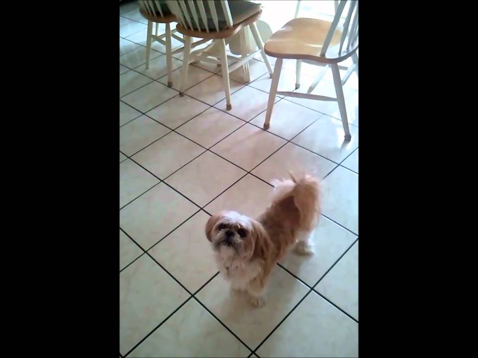 My cute dog growling at me for food