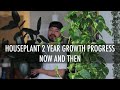 How to Grow Small Houseplants into Large Indoor Plants | Pothos, Ficus Elastica & Hoyas