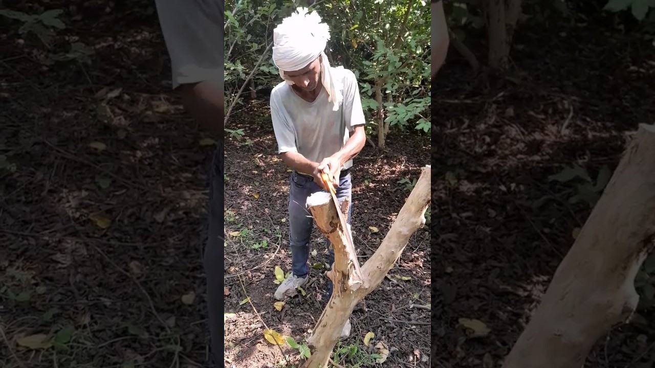 Horticulture Rejuvenation pruning of guava 
