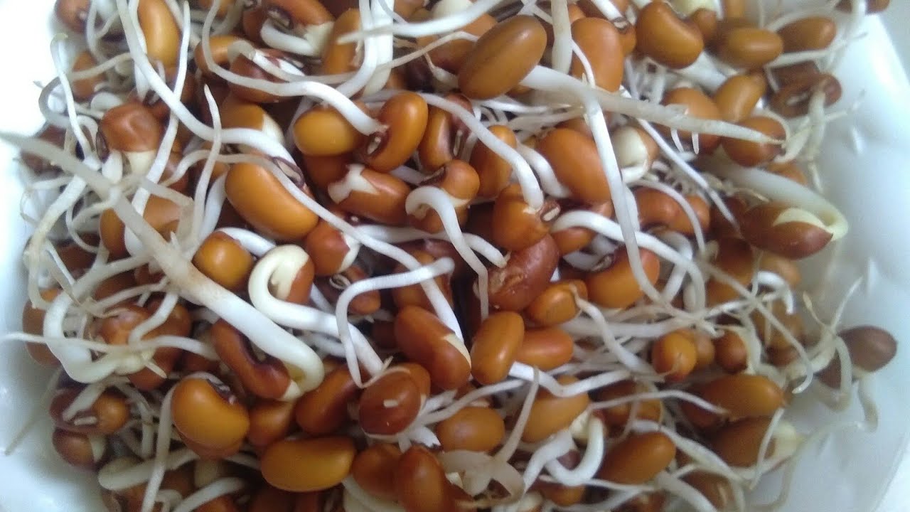 Spraud How to Make sprouts - YouTube