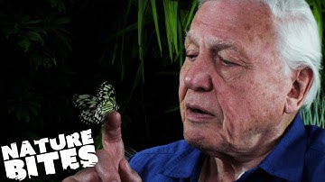 David Attenborough: Butterfly
