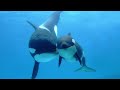 Звук касаток # sound of killer whales бессонница