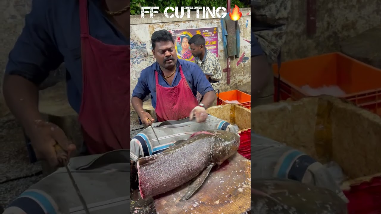 KASIMEDU 🔥 SPEED SELVAM BIG KADAVARA FISH CUTTING VIDEO 