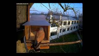 Kestrel visting the nest box