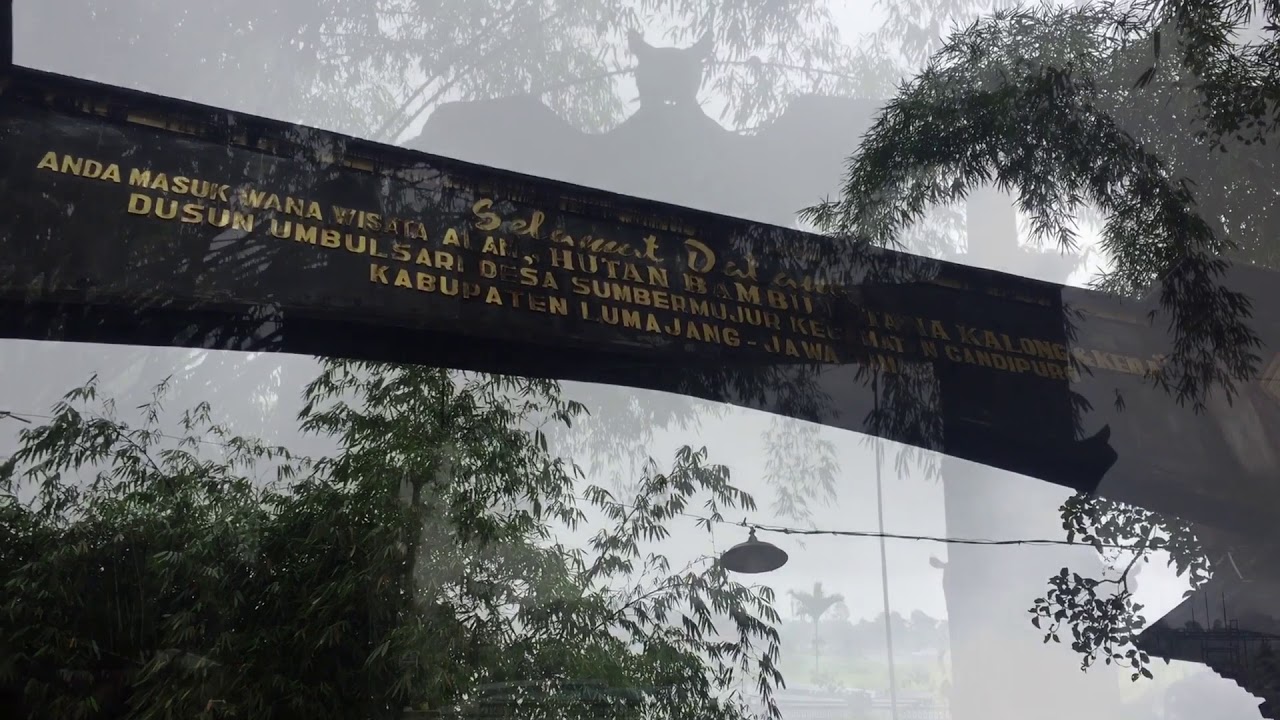 Wisata Hutan Bambu Lumajang Youtube Wisata Hutan Bambu Lumajang Youtube