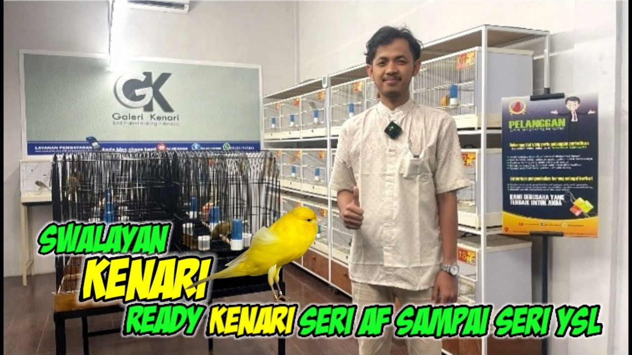 Swalayan Kenari Jual Seri Af Sampai Seri YSL #kenarigacor #kenariyorkshire #kenariaf #kenari 