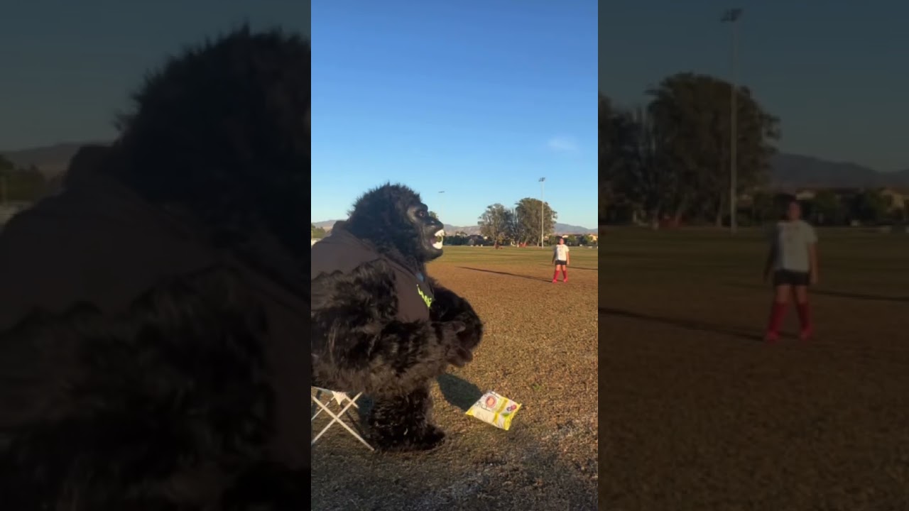 What happens when Gorilla tries to watch a ⚽️ game? 🍿