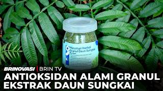 Ekstrak Daun Sungkai Penambah Imun Tubuh