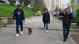 Šaptač psima-Edukativni trening sa Ajkom (problem zatezanje u toku šetnje)