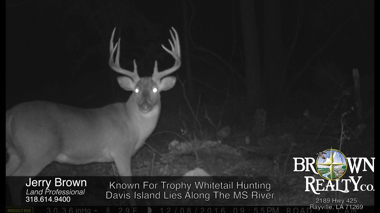 631 acres For Sale on Davis Island YouTube