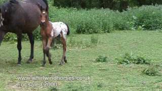 Ginny2010colt.wmv