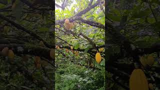 Discover How Agroforestry Is Fighting Climate Change,food Insecurity &amp; Environmental Collapse