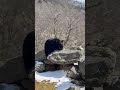 Oso negro en North Carolina 🇺🇸🐻#northcarolina #osonegro #blackbear