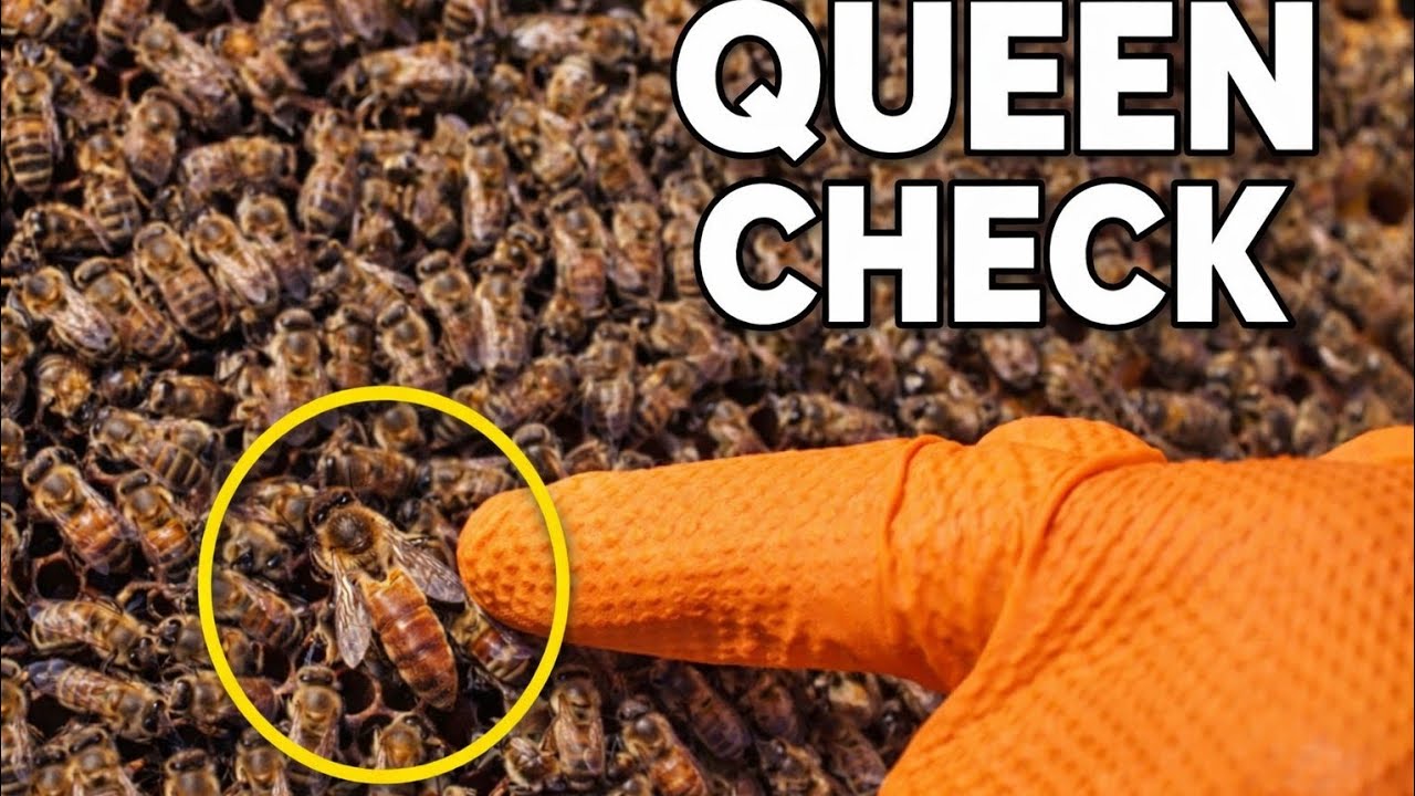 Queen Check in All 10 Hives 🐝 Full Apiary Inspection & Varroa Tests