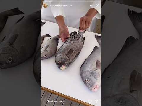 تقرير عن سمك الفرش