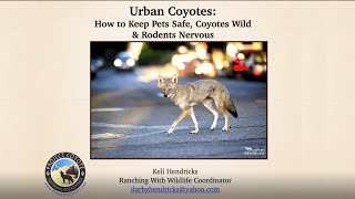 Urban Coyotes: How to keep pets safe, coyotes wild & rodents nervous ~ Project Coyote