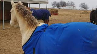 Harry joins the herd, Winston rejoices!