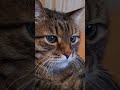 До сих пор ☝️🤔🙀🤣 #cat #кот #юмор #котушка #приколы #позитив #смех