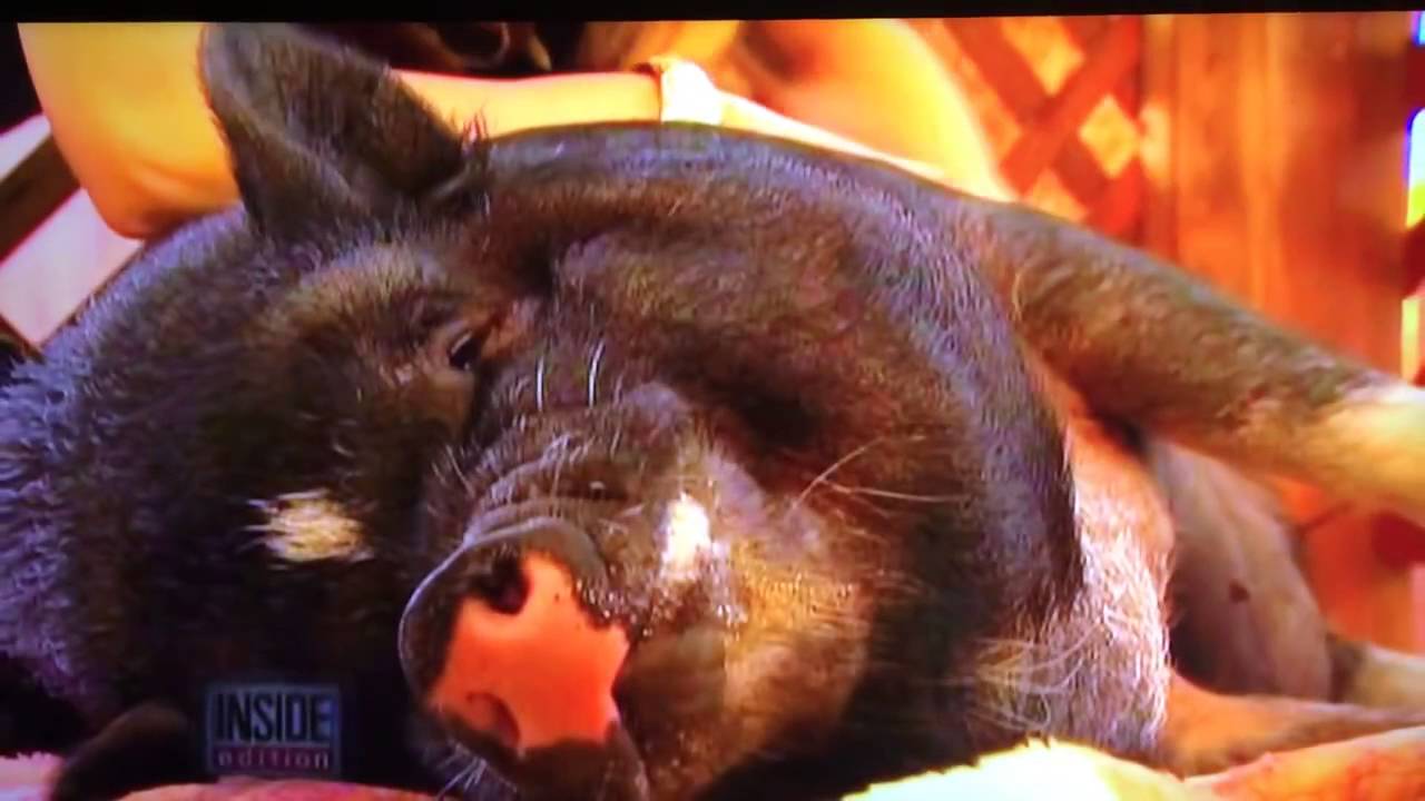 Inside edition "teacup pig" myth story YouTube