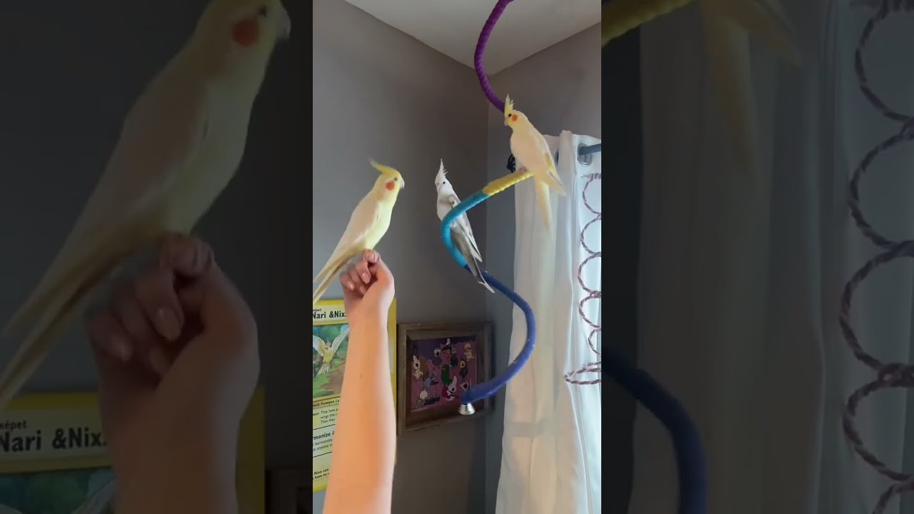 Nico Singing September To His Girls Cockatiel Singingbird Fyp
