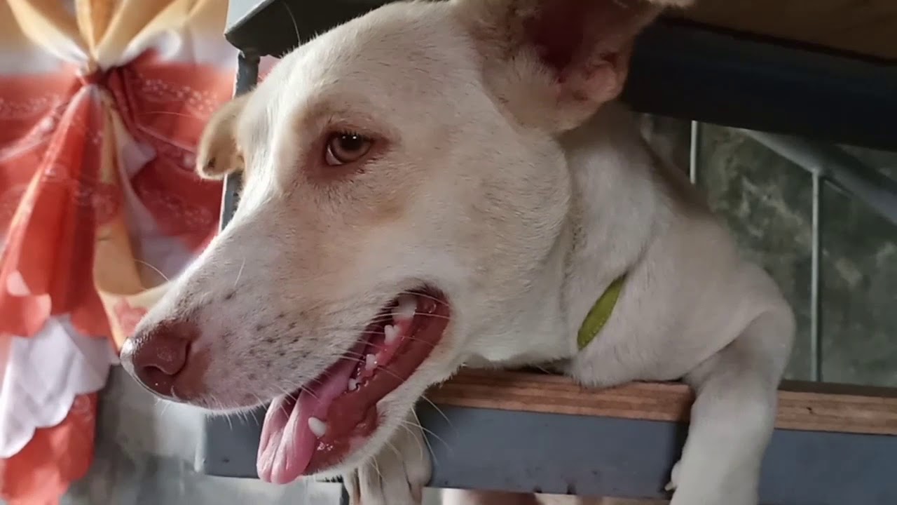 Sleeping weird My 10 months old dog YouTube