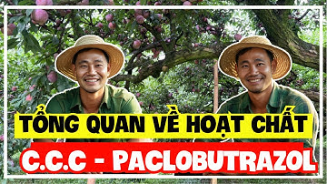 Cây Mận Hậu | Tổng quan về hoạt chất C-C-C | Lưu ý về hoạt chất paclobutrazol | Sỹ Nguyễn official