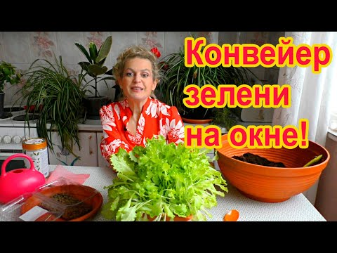 Сеем шпинат и салат дома - YouTube